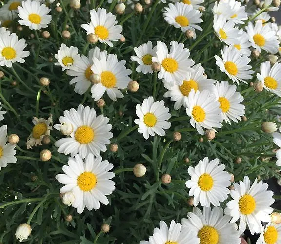 Apartment Vejle Golf