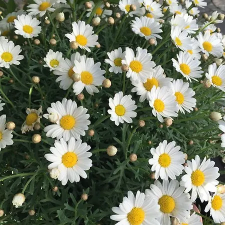 Apartment Vejle Golf